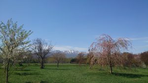 シダレザクラ　全景